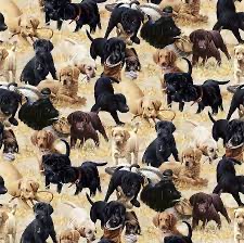 Northcott - Puppies for sale beige
