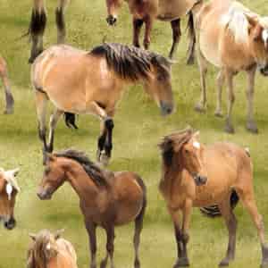 Cador Textiles - horse greener pastures