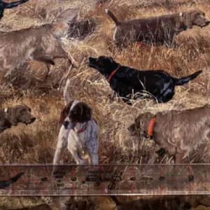 Dog days in the field