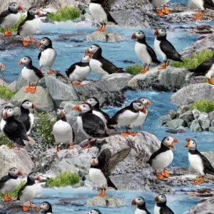 Elizabeth studios - puffins on rocks