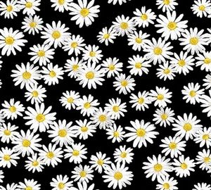 Kanvas - sweet daisies black