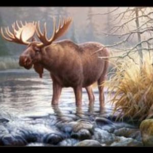 Panel - Morning glory moose