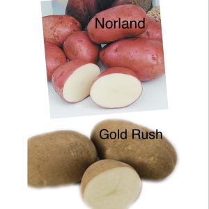 Seed Potatoes