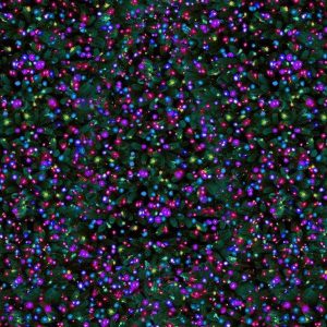 Timeless Treasures - Holiday Multi