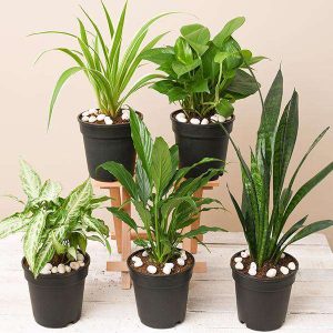 House Plants #2