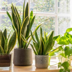 House plants #1