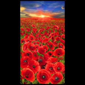 Poppy Sunset