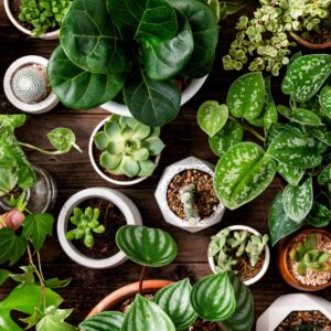 House Plants #4