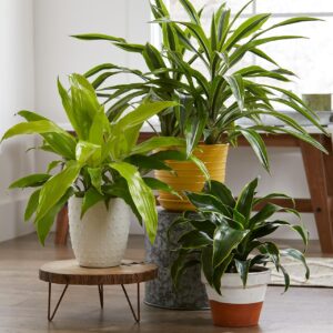 House Plants #3
