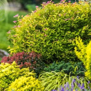 Shrubs